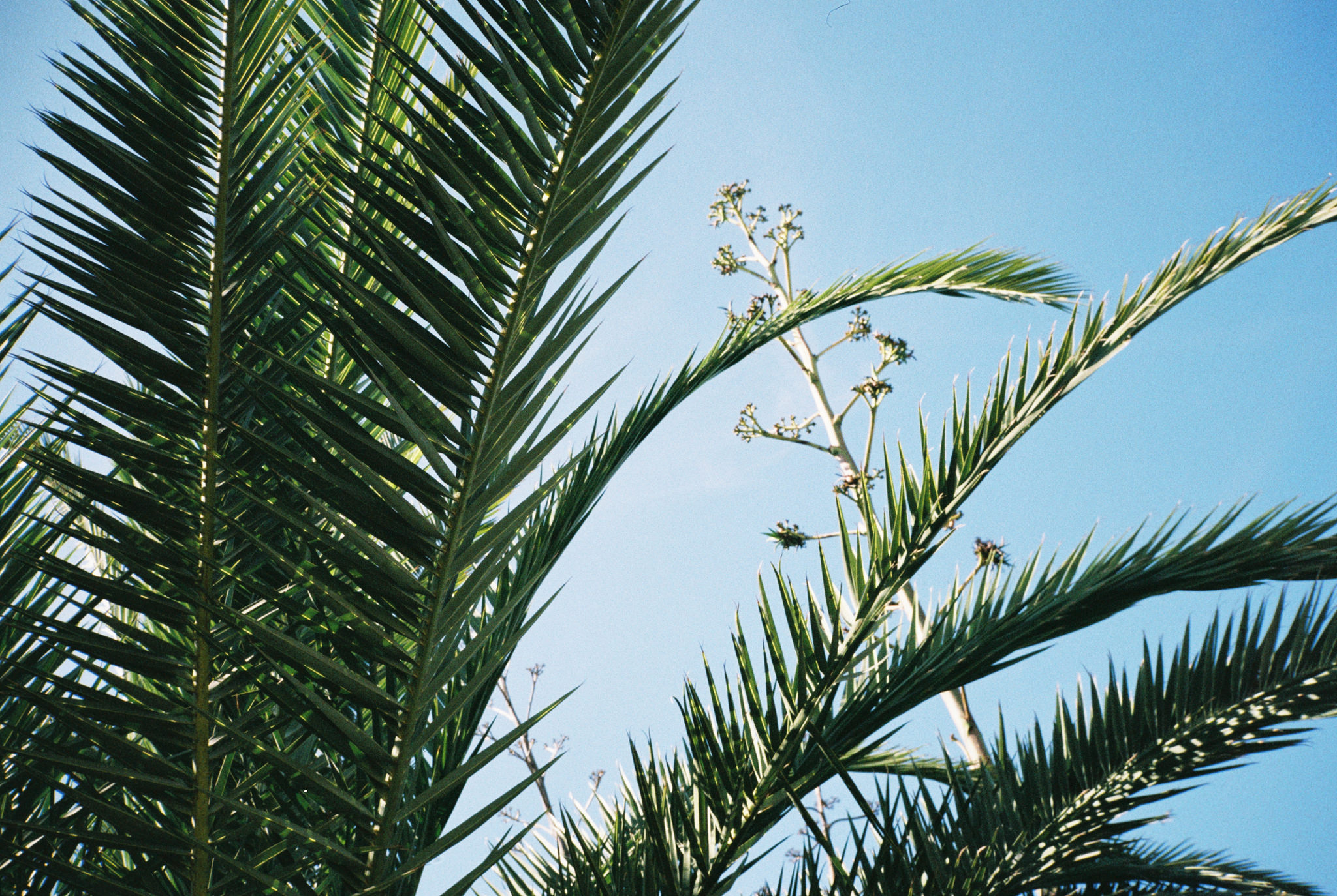 Wasting Film in Santa Monica With the Contax T2