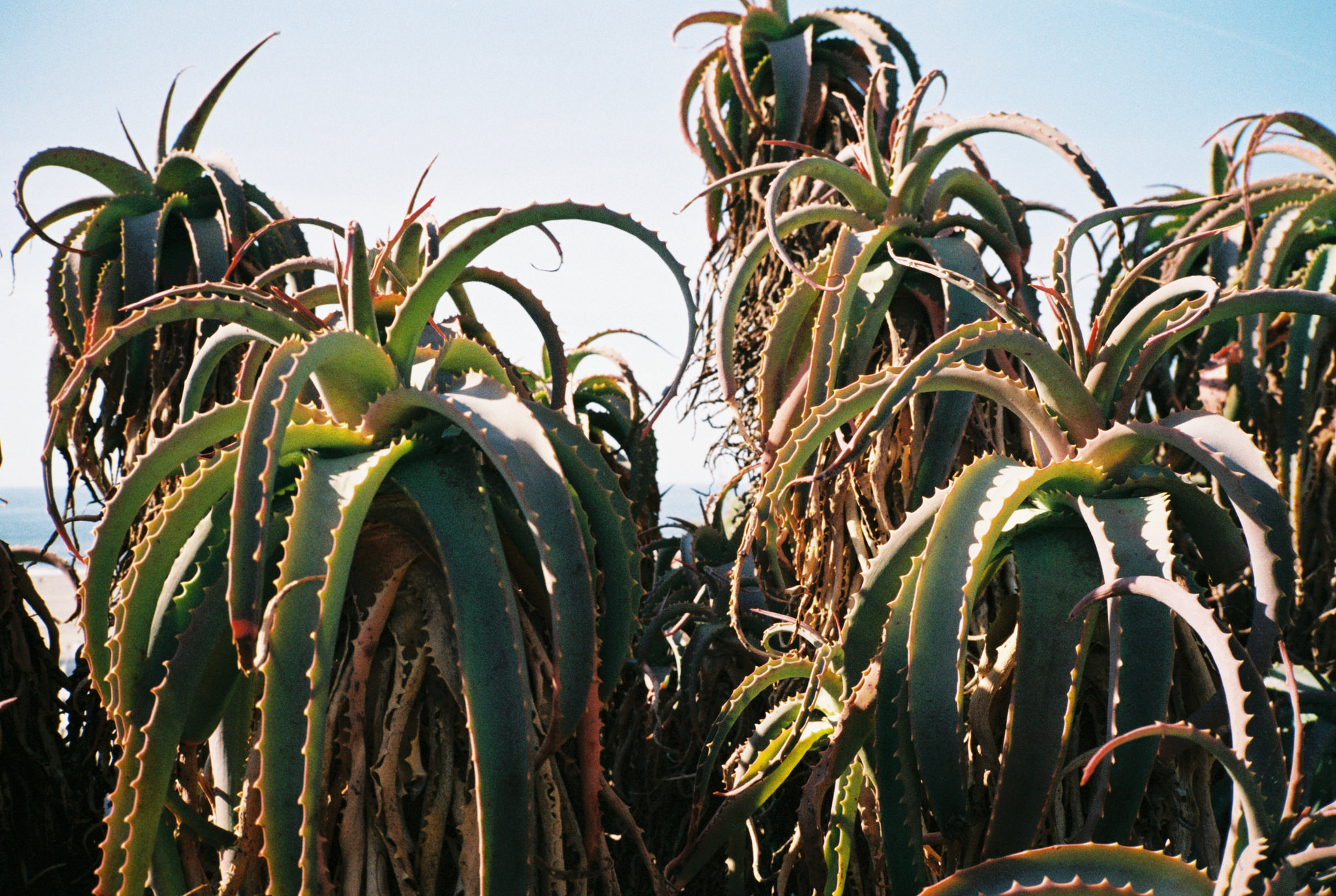 Wasting Film in Santa Monica With the Contax T2