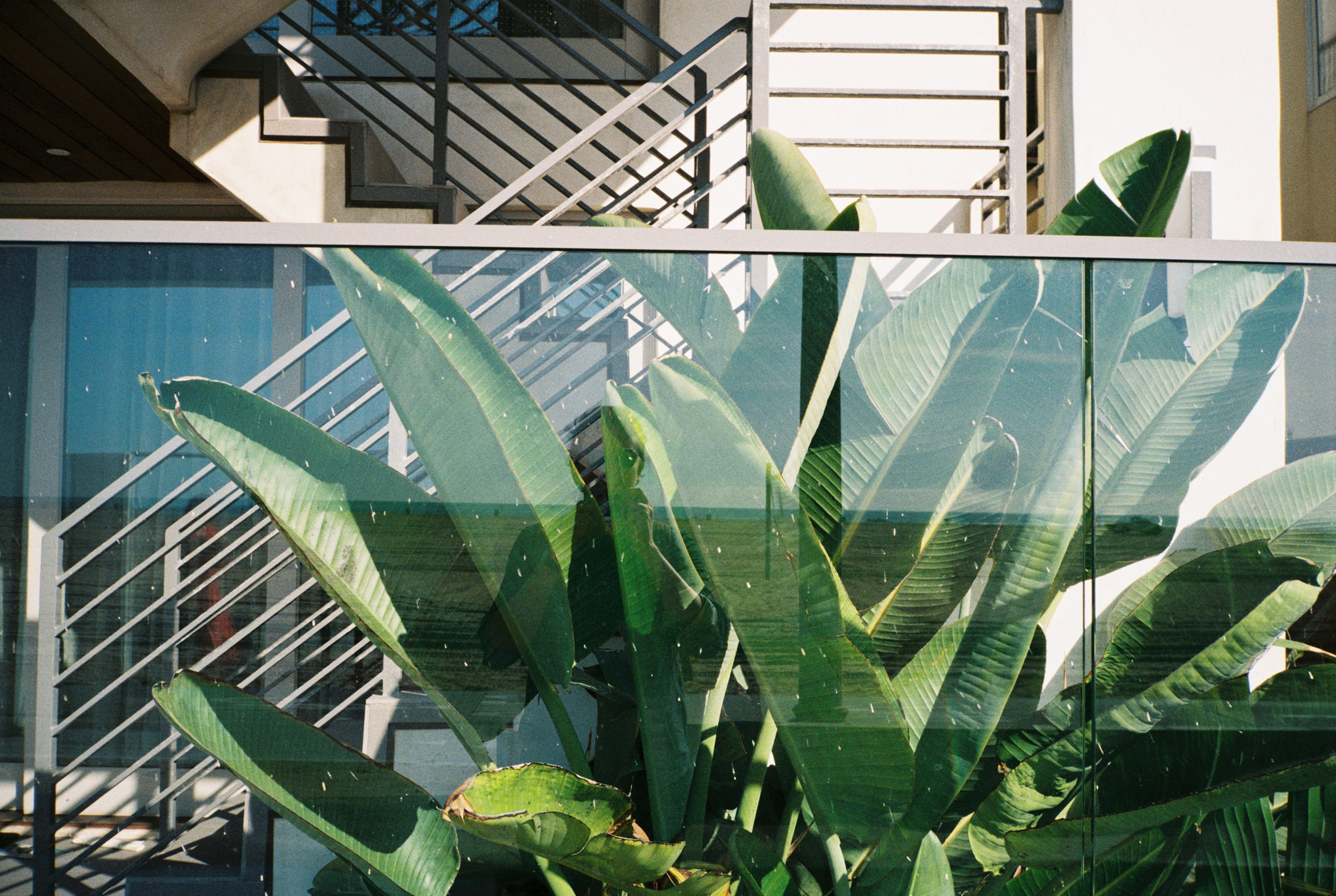 Wasting Film in Santa Monica With the Contax T2