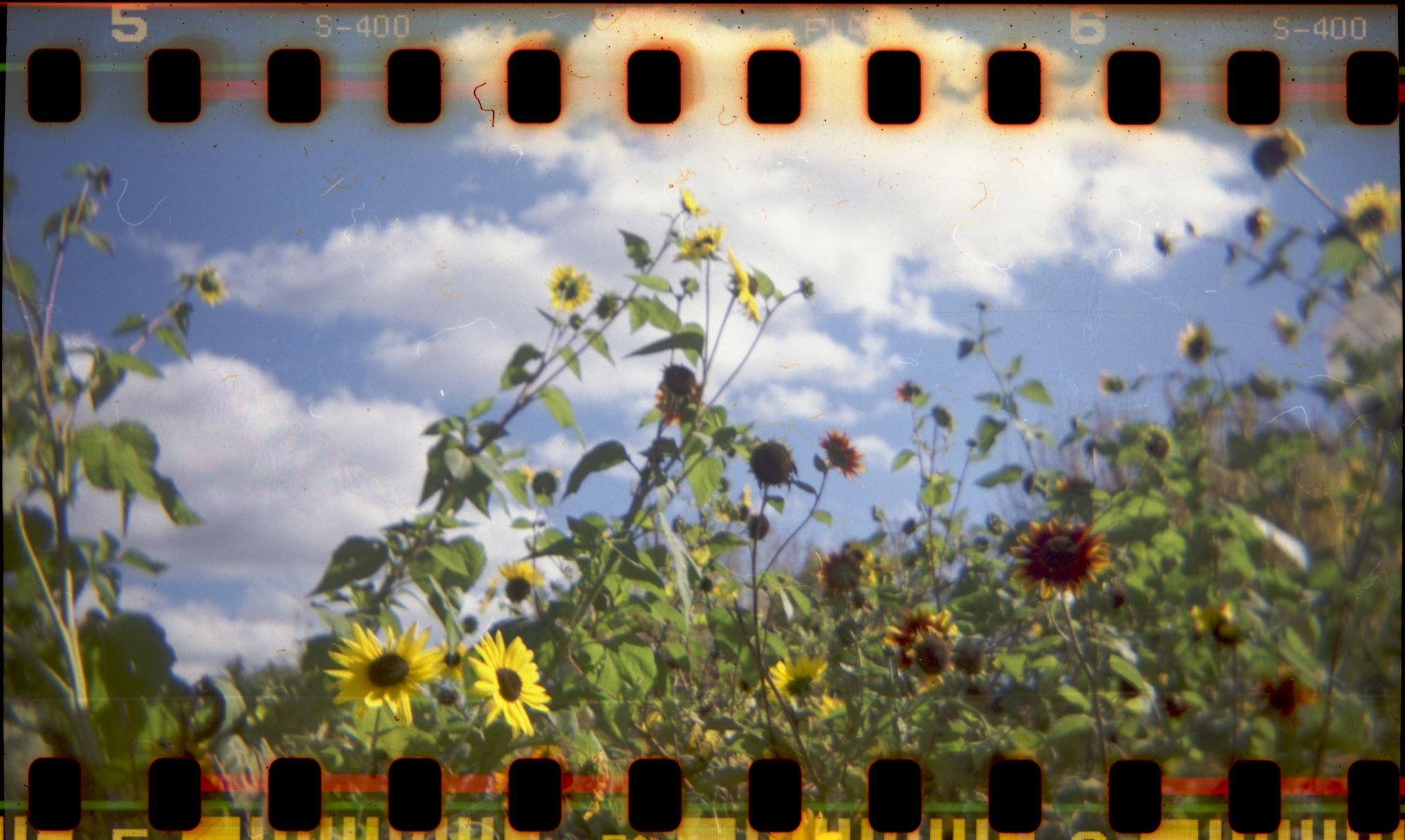 Don't Think Just Shoot | Holga 120CFN